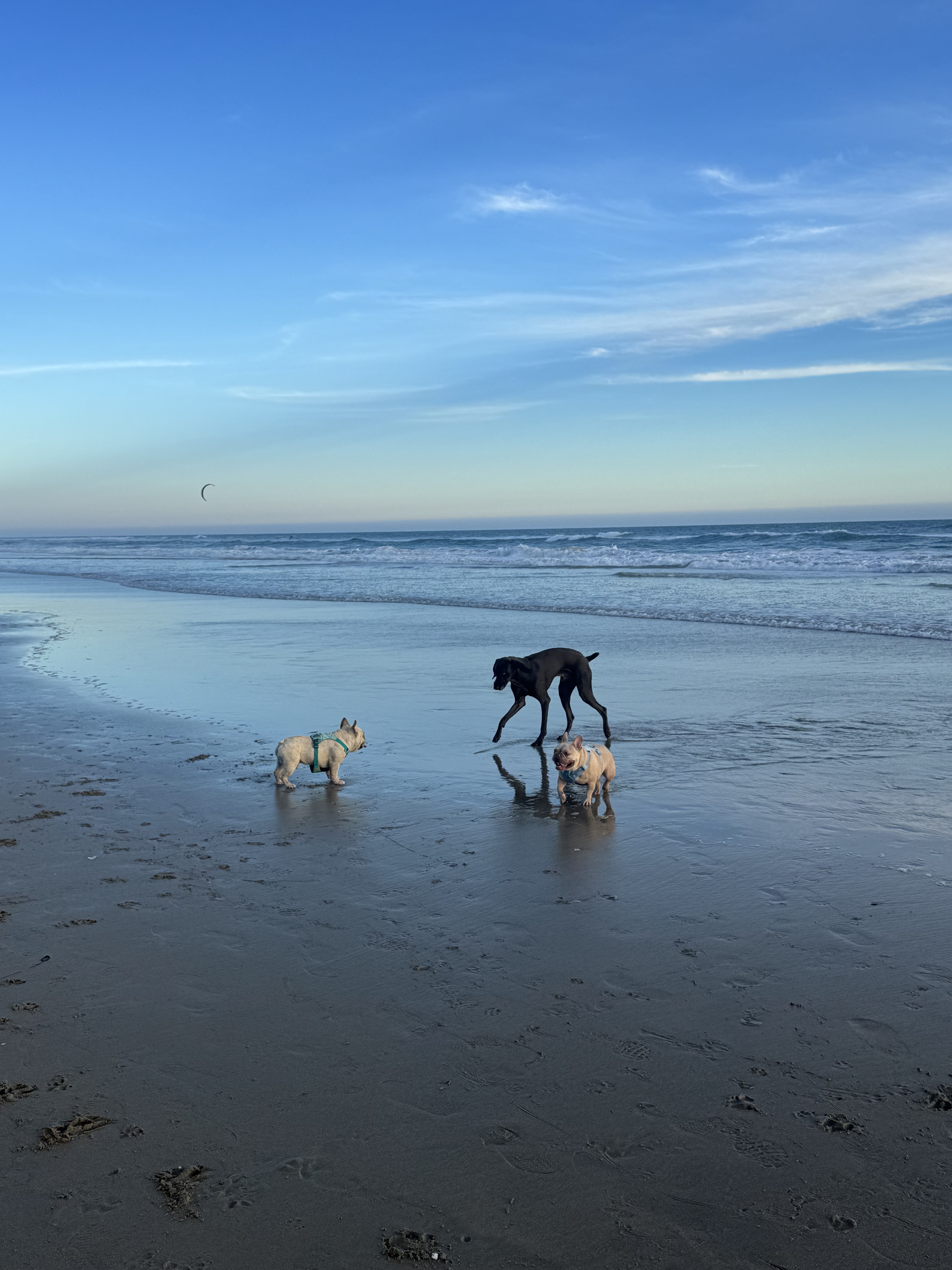 Dirk running at the dog beach