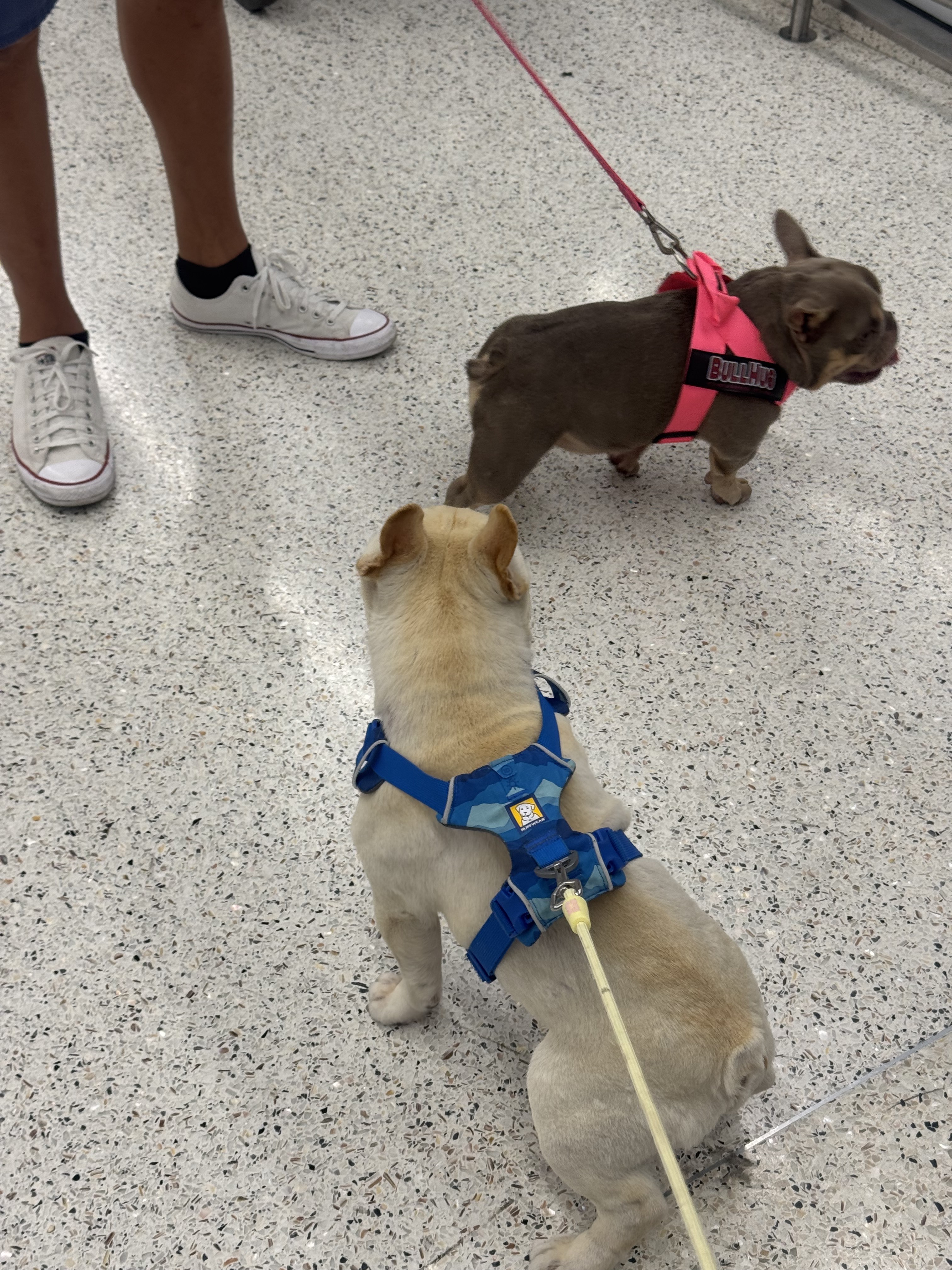 Dirk with a new friend